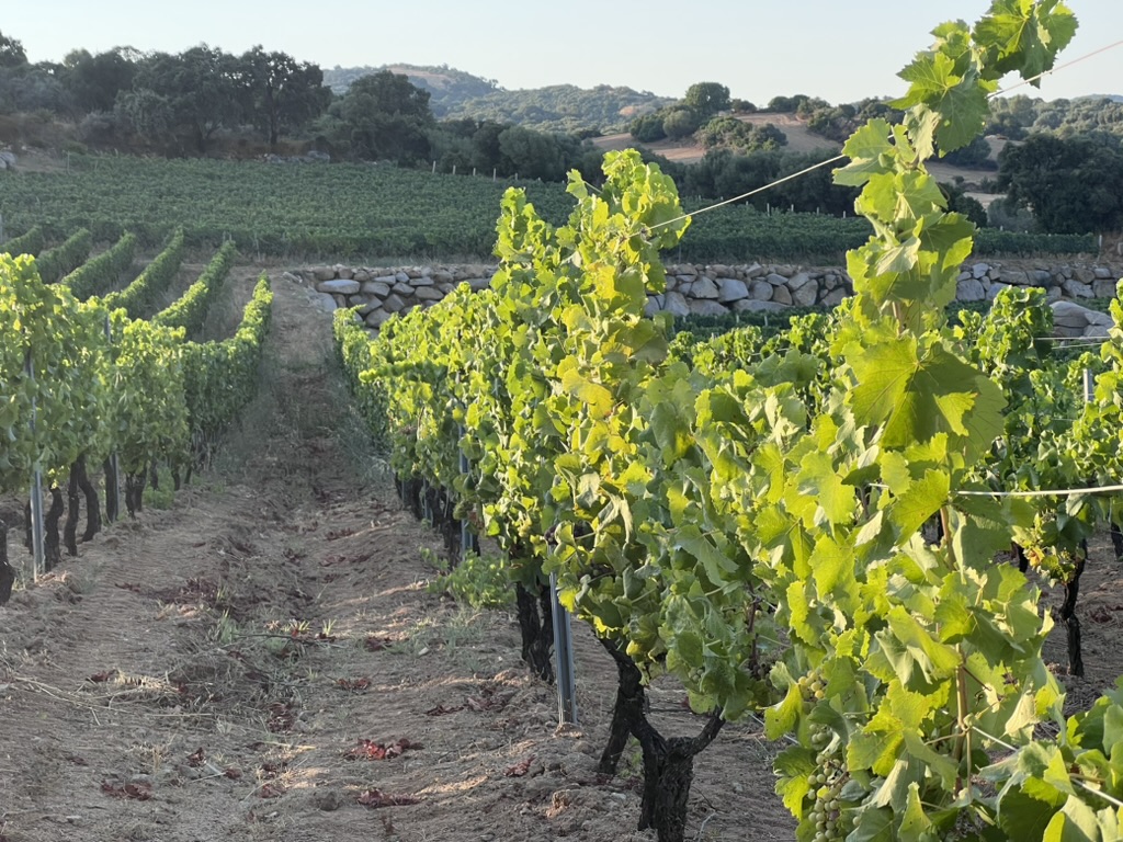 Filari di vigneto nella luce della sera