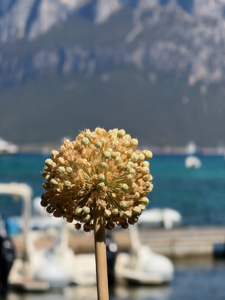 A flowering plant beside the water with the mountains of northeast Sardinia behind it