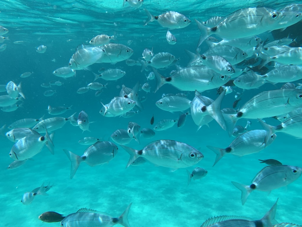 Pesci sott'acqua vicino a Molara
