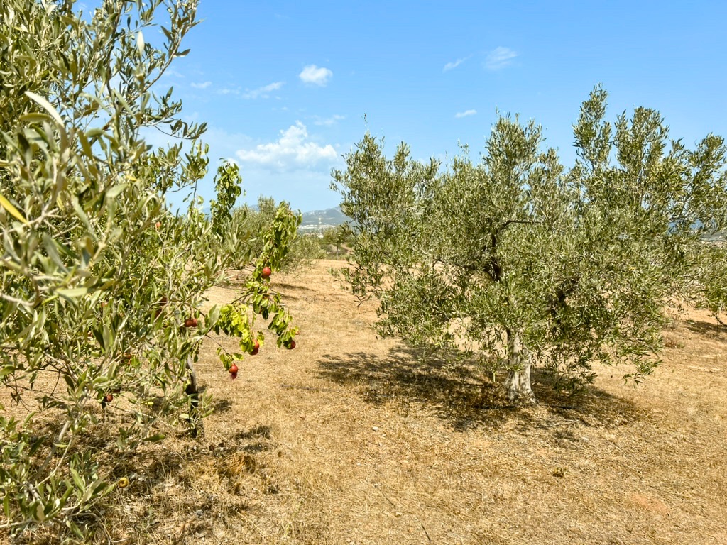 Il terreno di Su Bisu tra gli ulivi sopra Murta Maria, Sardegna nord-orientale