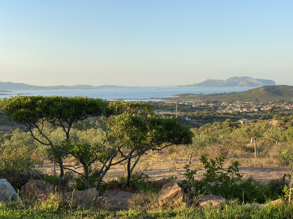 Uliveto di Su Bisu sopra Murta Maria al tramonto, Sardegna